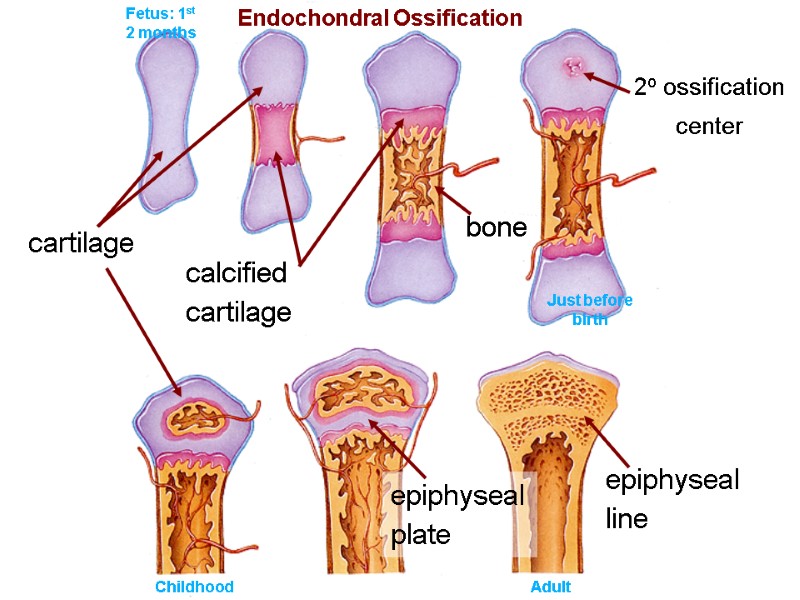 cartilage calcified cartilage bone epiphyseal plate epiphyseal line Endochondral Ossification 2o ossification center Fetus: